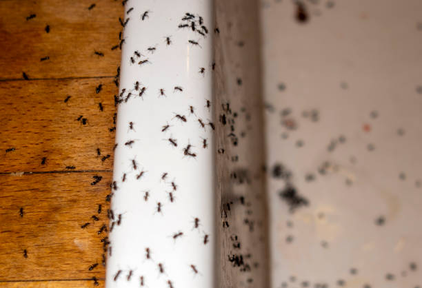 Best Exterminator Services  in Cardington, OH