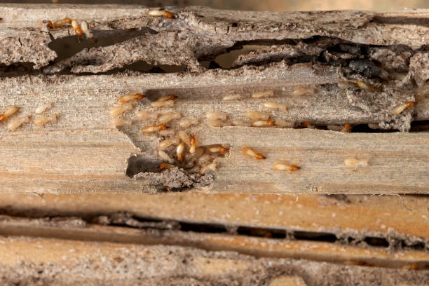 Best Ant Control Services  in Cardington, OH